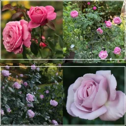 Heirloom Roses Parisian Cutting Garden New