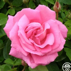 Heirloom Roses Park Wilhelmshohe New