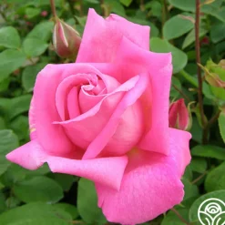 Heirloom Roses Park Wilhelmshohe New