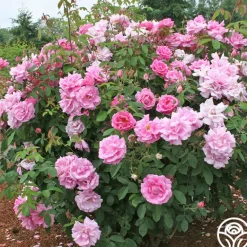 Heirloom Roses Park Wilhelmshohe New