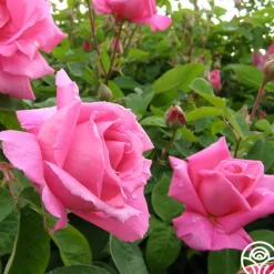 Heirloom Roses Park Wilhelmshohe New