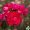 Heirloom Roses Party Hardy™ Outlet