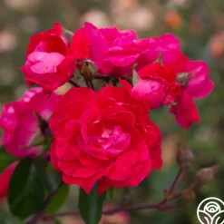 Heirloom Roses Party Hardy™ Outlet