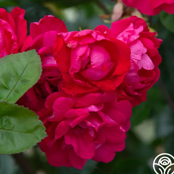 Heirloom Roses Party Hardy™ Outlet