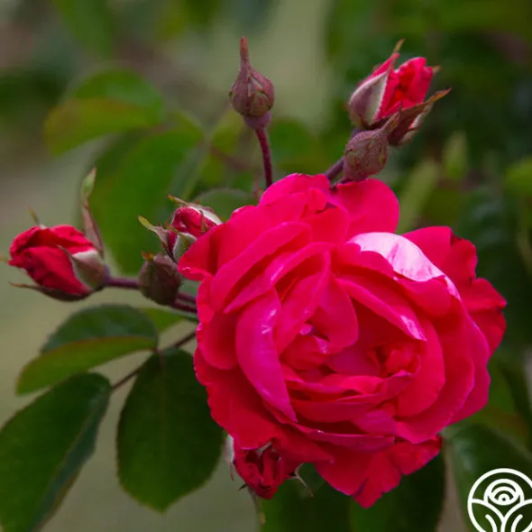 Heirloom Roses Party Hardy™ Outlet