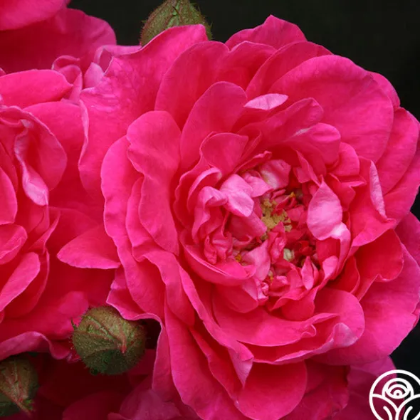 Heirloom Roses Party Hardy™ Outlet