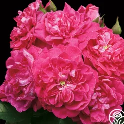 Heirloom Roses Party Hardy™ Outlet