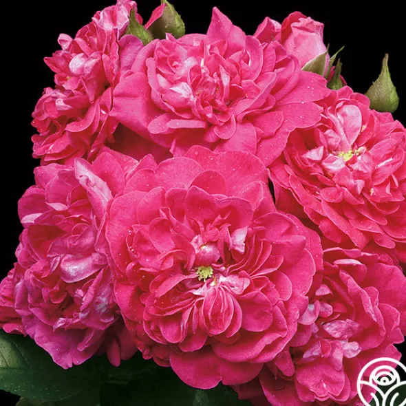 Heirloom Roses Party Hardy™ Outlet