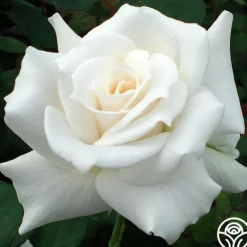 Heirloom Roses Pascali® Discount