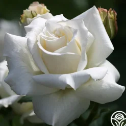Heirloom Roses Pascali® Discount