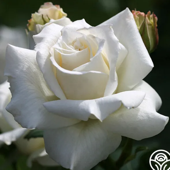 Heirloom Roses Pascali® Discount