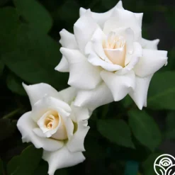 Heirloom Roses Pascali® Discount