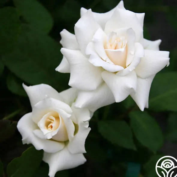 Heirloom Roses Pascali® Discount