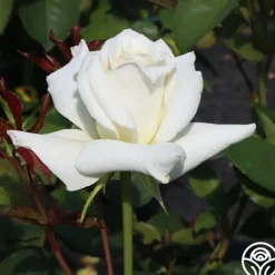 Heirloom Roses Pascali® Discount