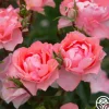 Heirloom Roses Passionate Kisses® Online