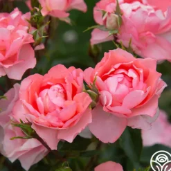 Heirloom Roses Passionate Kisses® Online