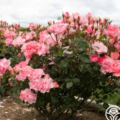 Heirloom Roses Passionate Kisses® Online