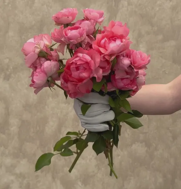 Heirloom Roses Passionate Kisses® Online
