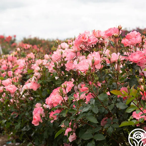 Heirloom Roses Passionate Kisses® Online