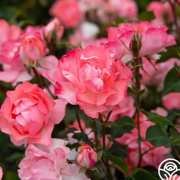 Heirloom Roses Passionate Kisses® Online