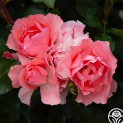 Heirloom Roses Passionate Kisses® Online