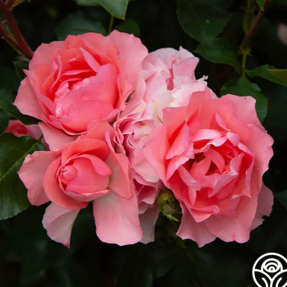 Heirloom Roses Passionate Kisses® Online