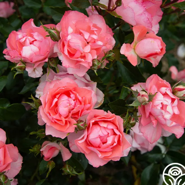 Heirloom Roses Passionate Kisses® Online