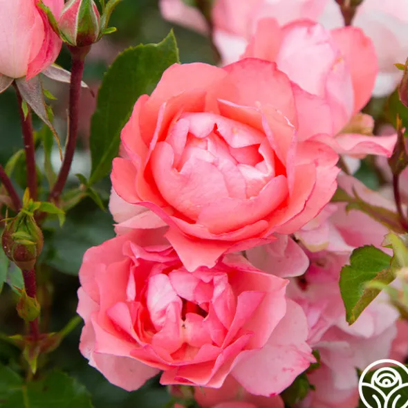 Heirloom Roses Passionate Kisses® Online