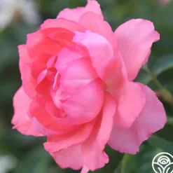 Heirloom Roses Passionate Kisses® Online