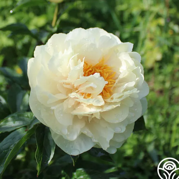 Heirloom Roses Pastelegance Online