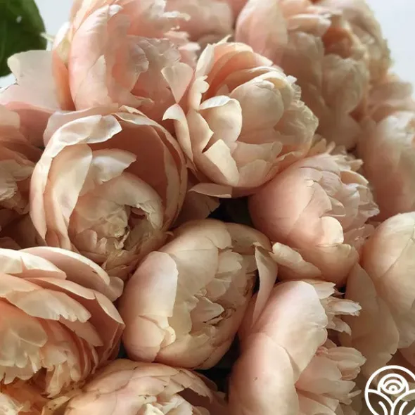 Heirloom Roses Pastelegance Online