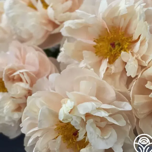 Heirloom Roses Pastelegance Online