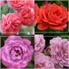Heirloom Roses Patio Favorites Collection Hot