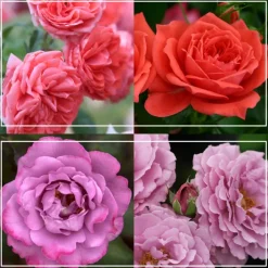 Heirloom Roses Patio Favorites Collection Hot