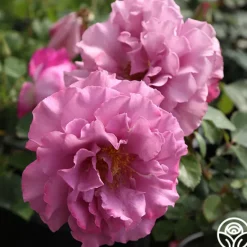 Heirloom Roses Patio Favorites Collection Hot