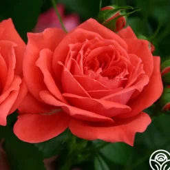 Heirloom Roses Patio Favorites Collection Hot