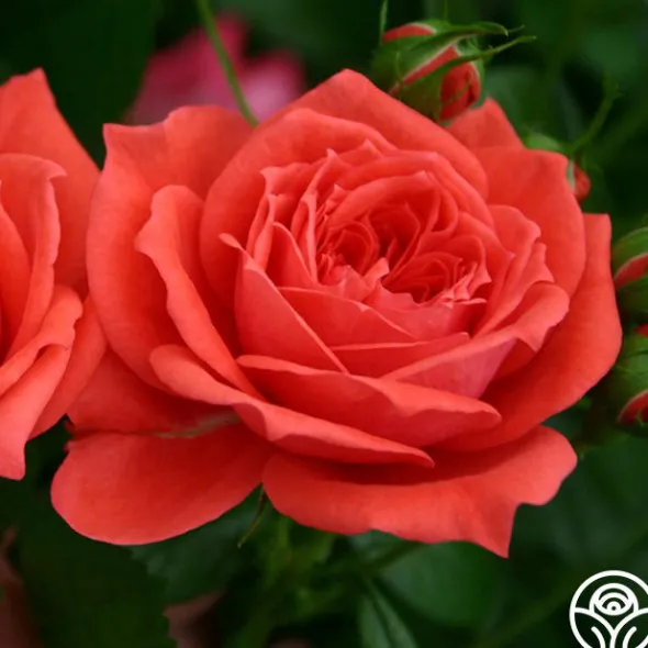 Heirloom Roses Patio Favorites Collection Hot