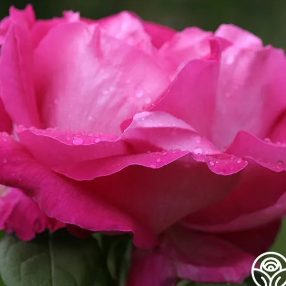 Heirloom Roses Paul Neyron Best
