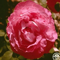 Heirloom Roses Paul Neyron Best