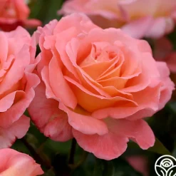 Heirloom Roses Paul Shirville Sale