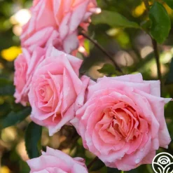 Heirloom Roses Paul Shirville Sale