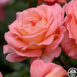 Heirloom Roses Paul Shirville Sale