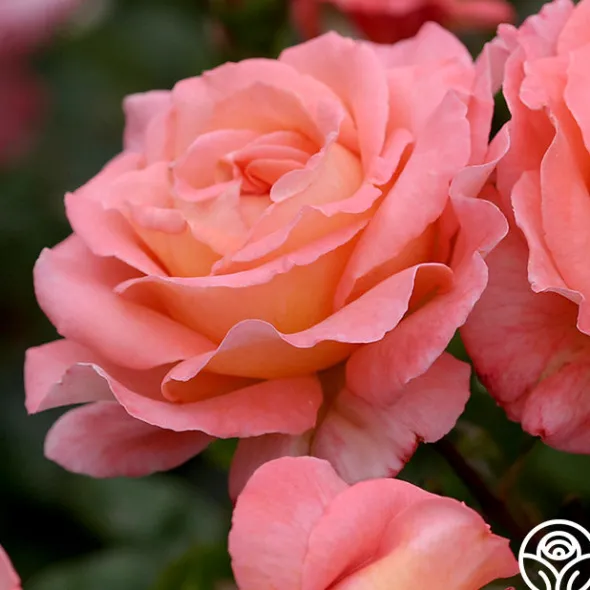 Heirloom Roses Paul Shirville Sale