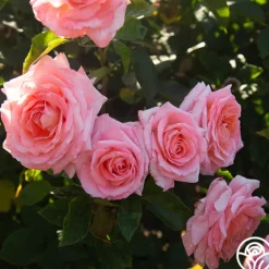 Heirloom Roses Paul Shirville Sale