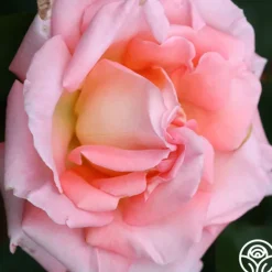 Heirloom Roses Paul Shirville Sale