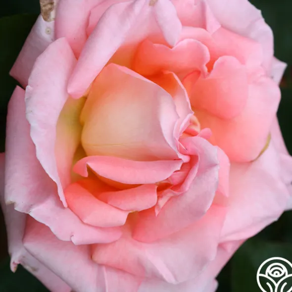 Heirloom Roses Paul Shirville Sale