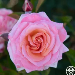 Heirloom Roses Paul Shirville Sale