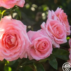 Heirloom Roses Paul Shirville Sale