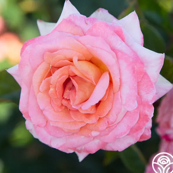 Heirloom Roses Paul Shirville Sale
