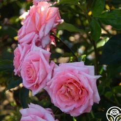 Heirloom Roses Paul Shirville Sale
